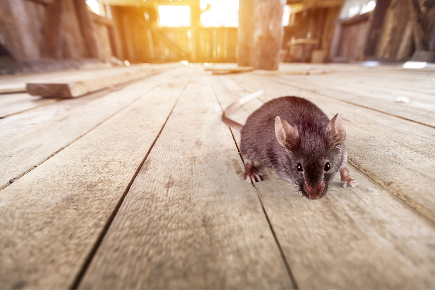 Cómo prever una plaga de roedores