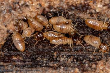 Tratamientos para la prevención y eliminación de las plagas de termitas
